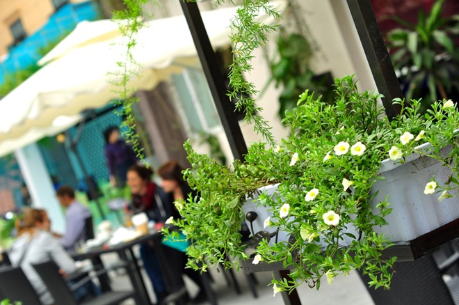 Museum Coffee & Tea - Quán cafe ngập tràn nắng và hoa